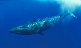 世界上最大的鲸多长 世界上最大的鲸